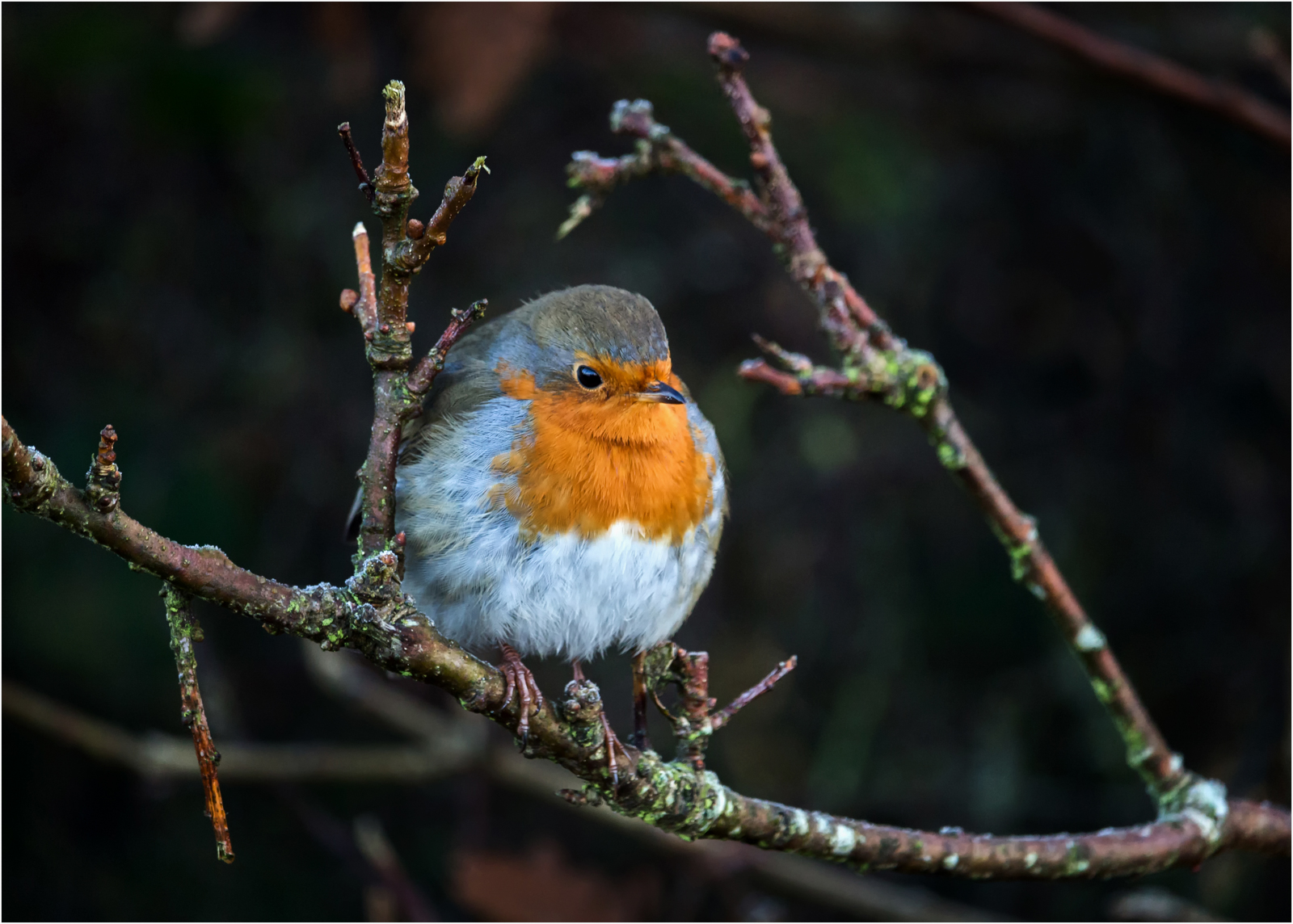 Arnside Robin — Score: 19 pts