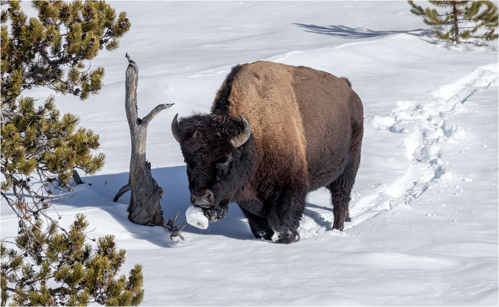 Bison With Snowy Beard — Score: 9pts