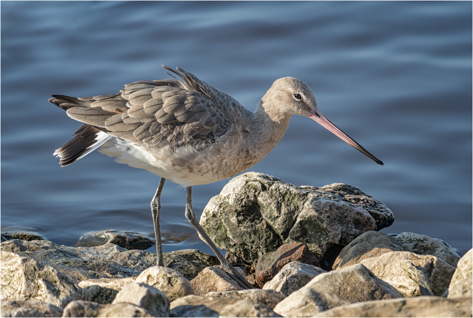 Black Tailed Godwit — Score: 18 pts