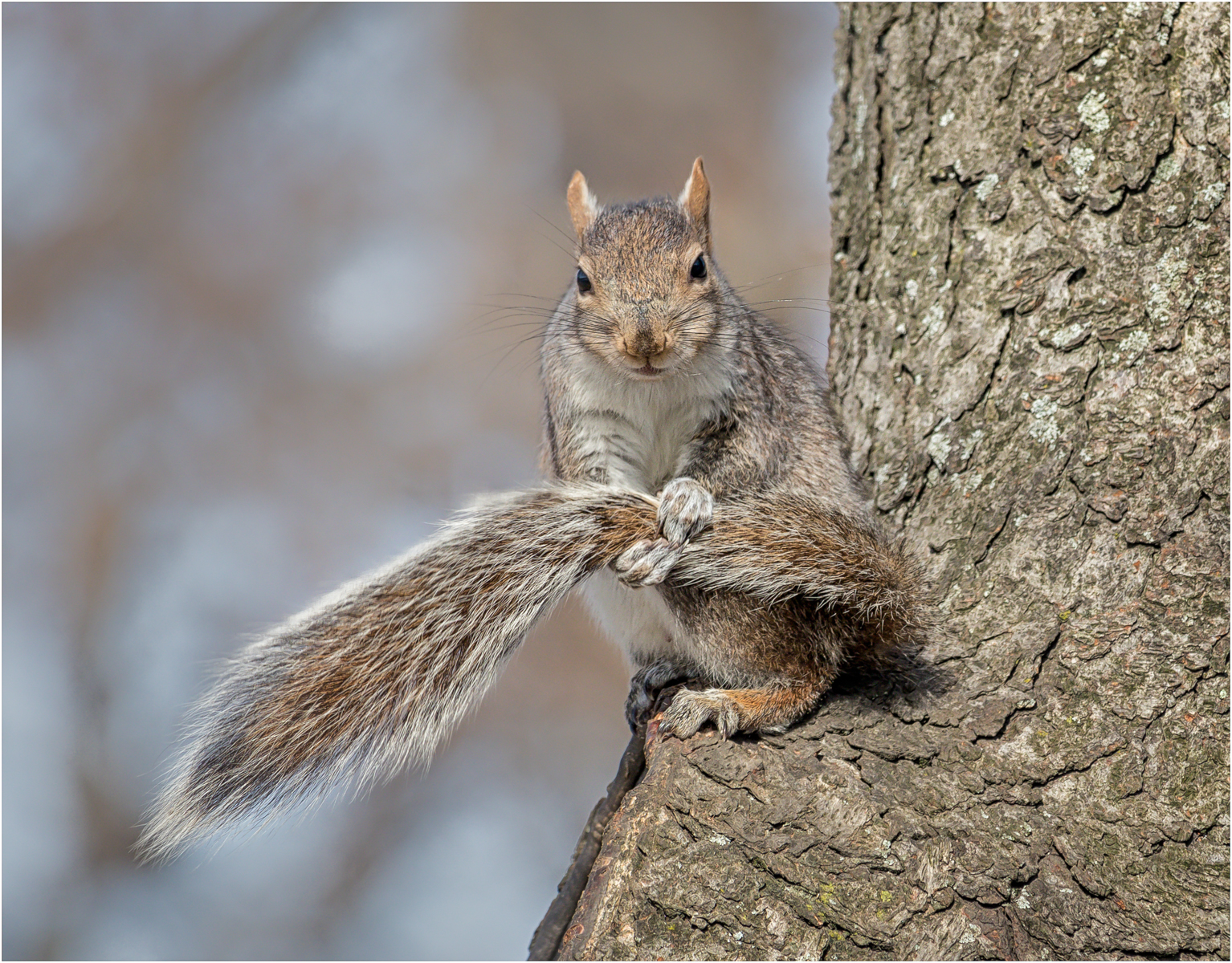 Central Park Squirrel Grooming — Score: 18 pts