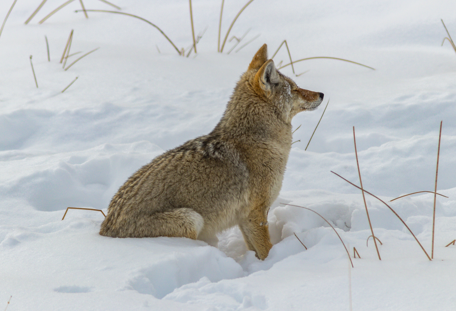 Coyote Listening For Prey