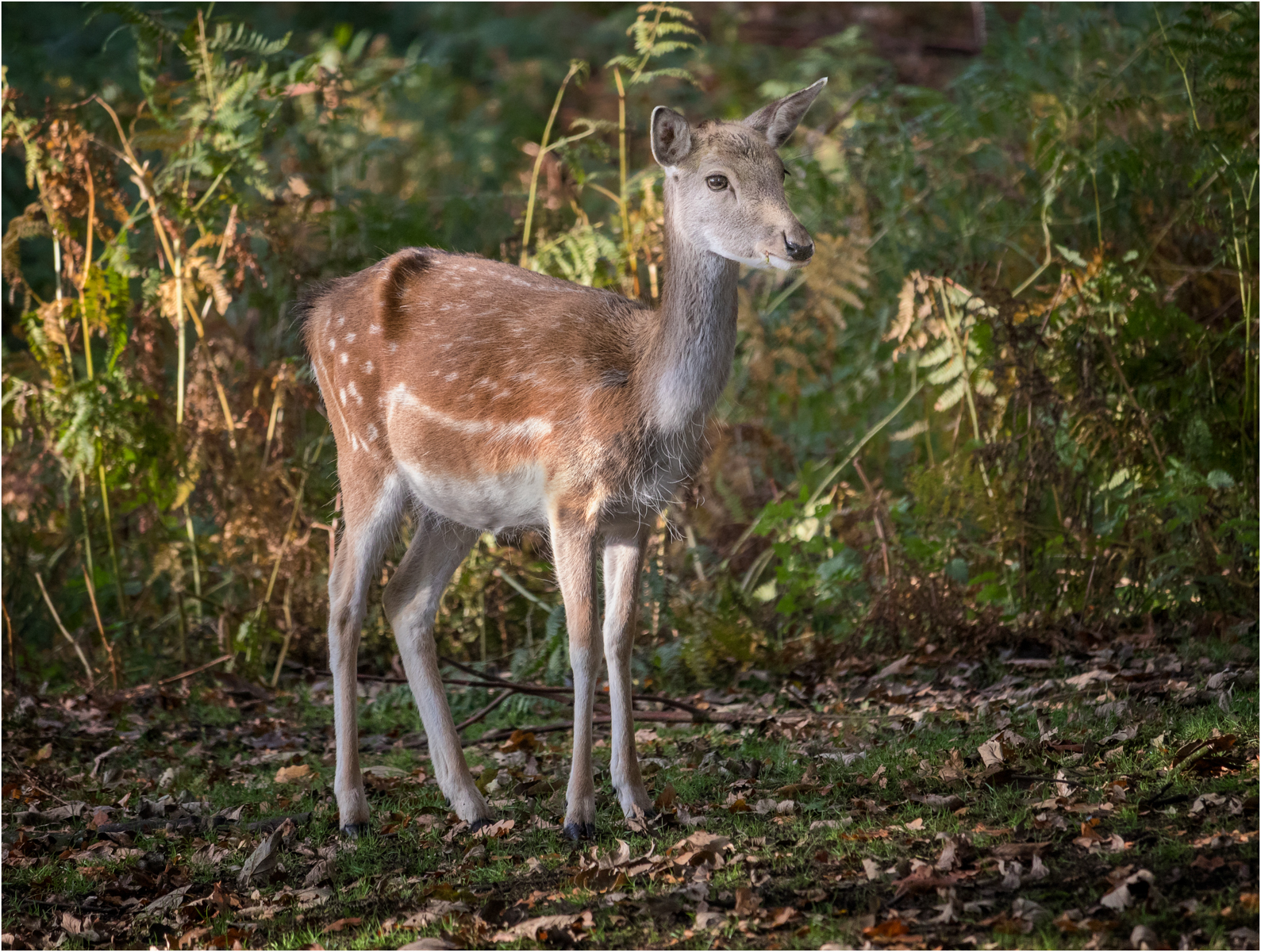 Fallow Deer Fawn — Score: 9pts