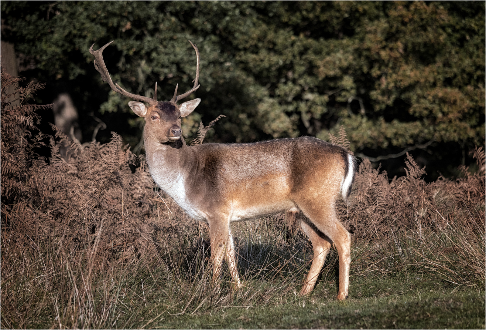 Fallow Deer Stag — Score: 9pts