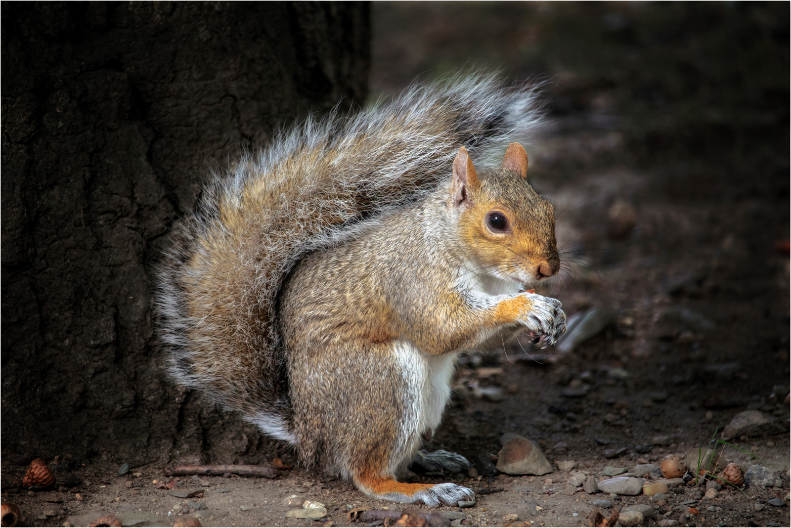 Gathering Nuts — Score: 20 pts