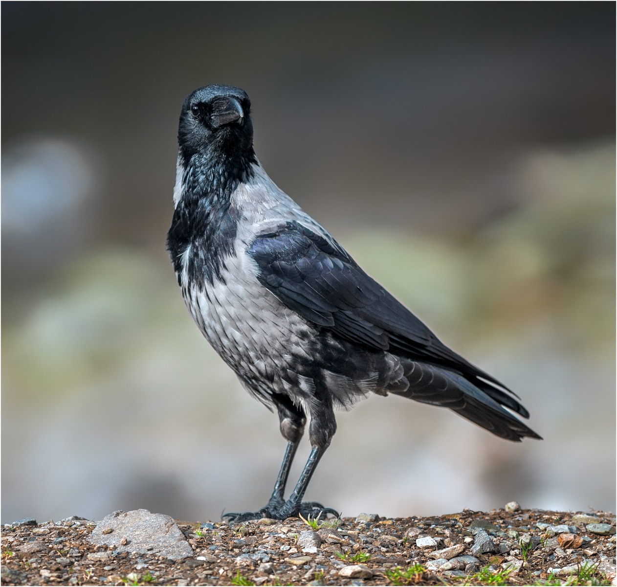 Hooded Crow — Score: 9pts