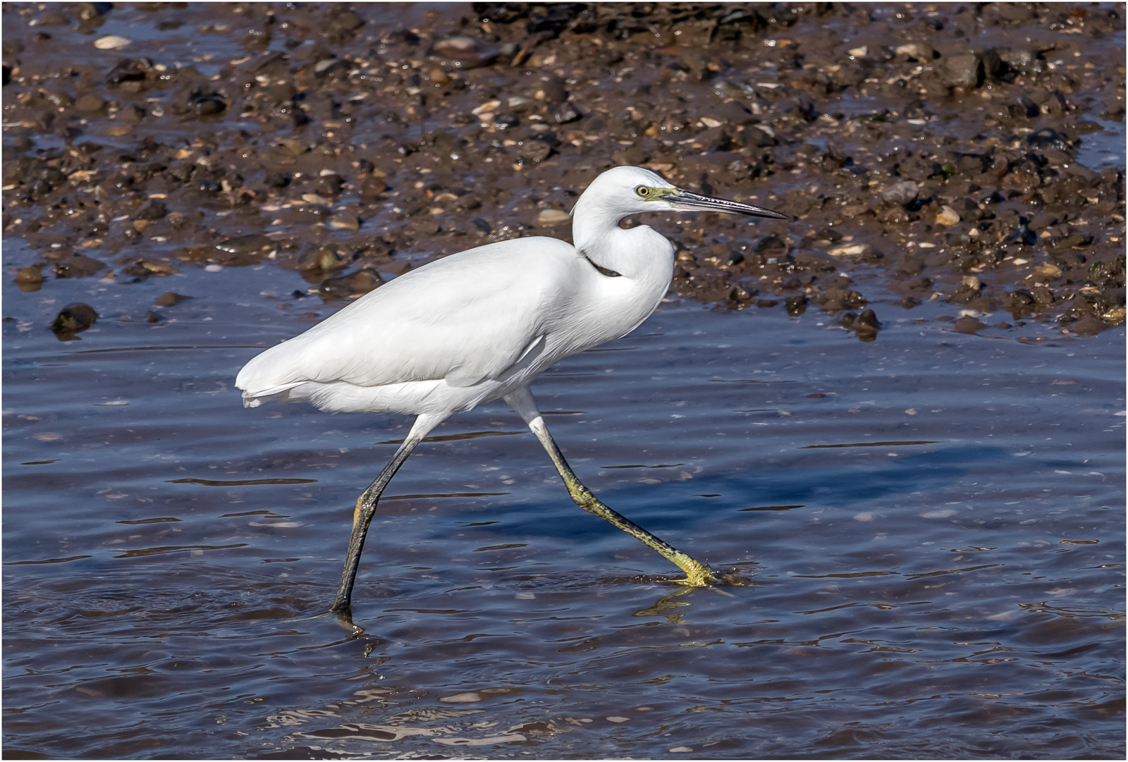 Little Egret Striding Out — Score: 10pts