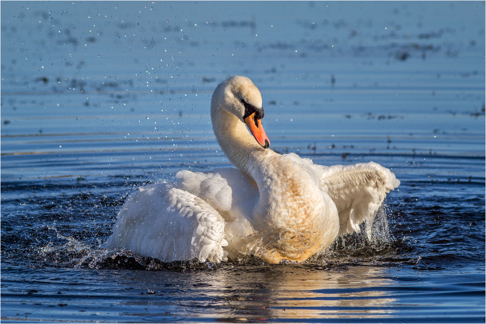 Mute Swan Making A Splash — Score: 16 pts