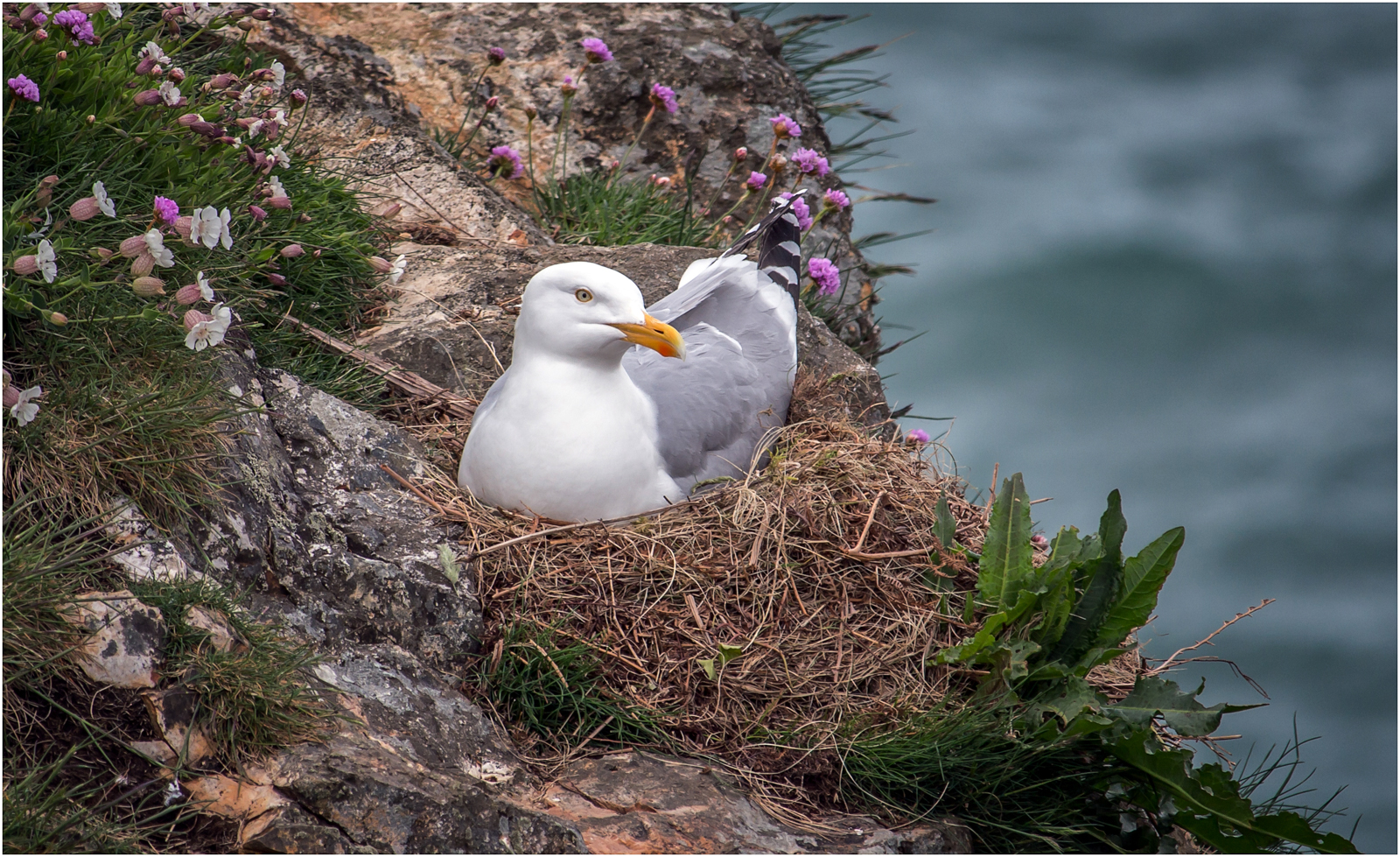 Nesting Herring Gull — Score: 9pts