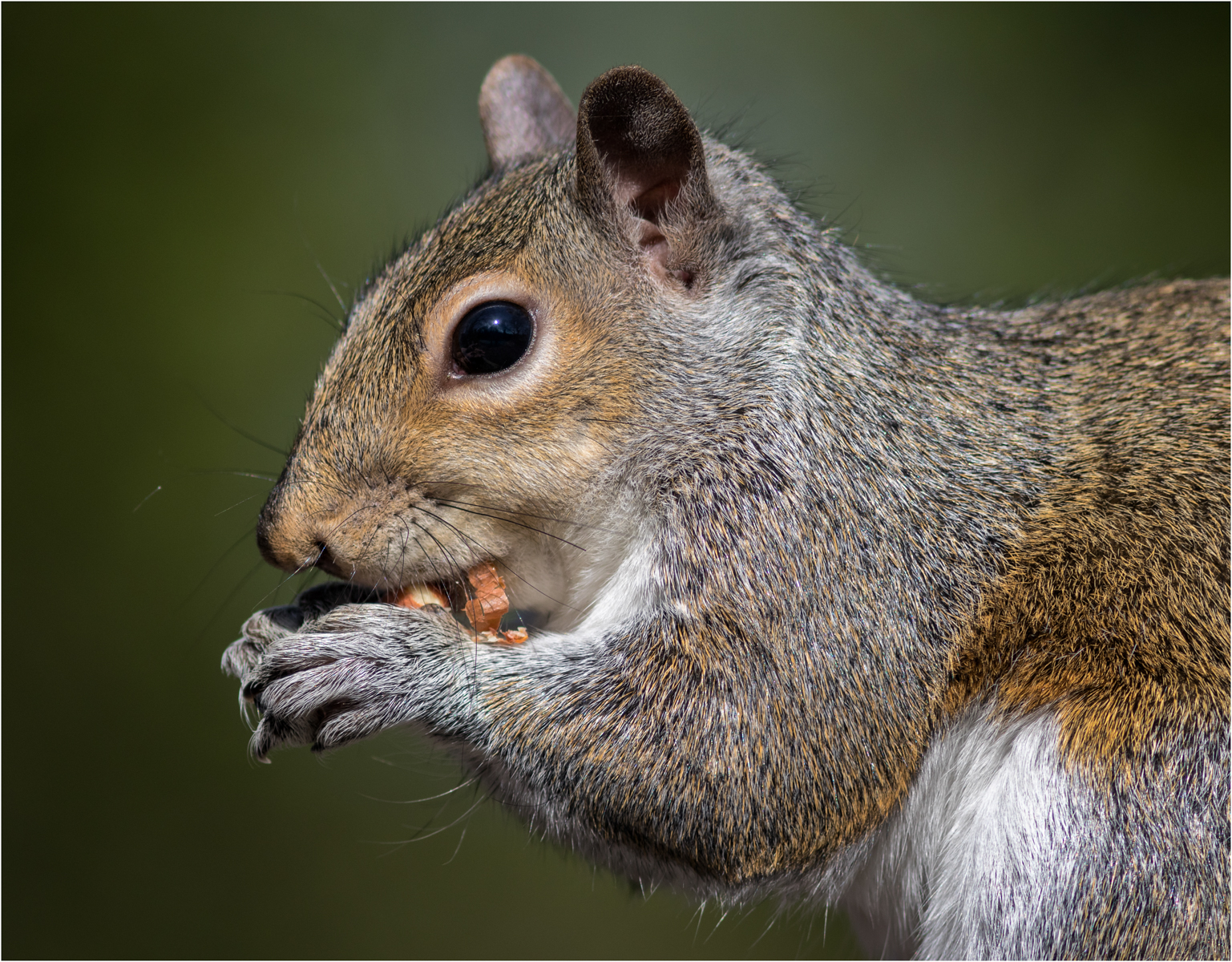 Nut Munching Squirrel — Score: 10pts