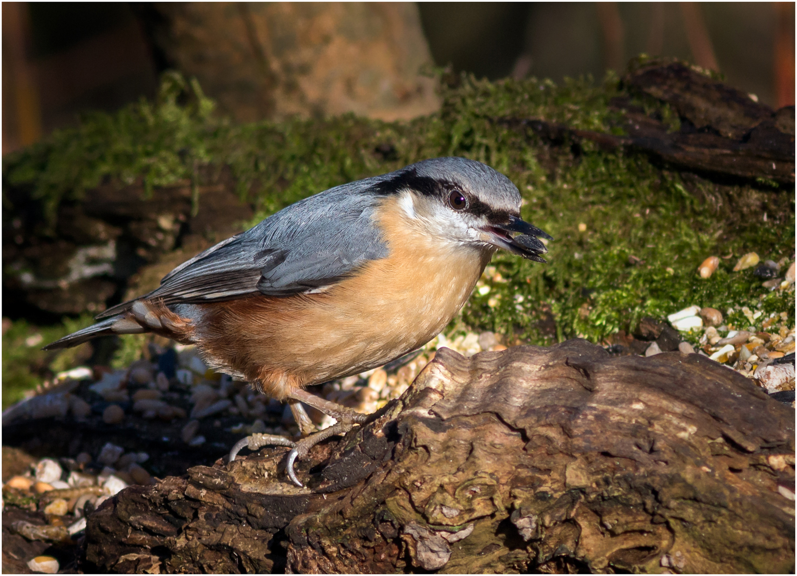 Nuthatch With Seed — Score: 17 pts