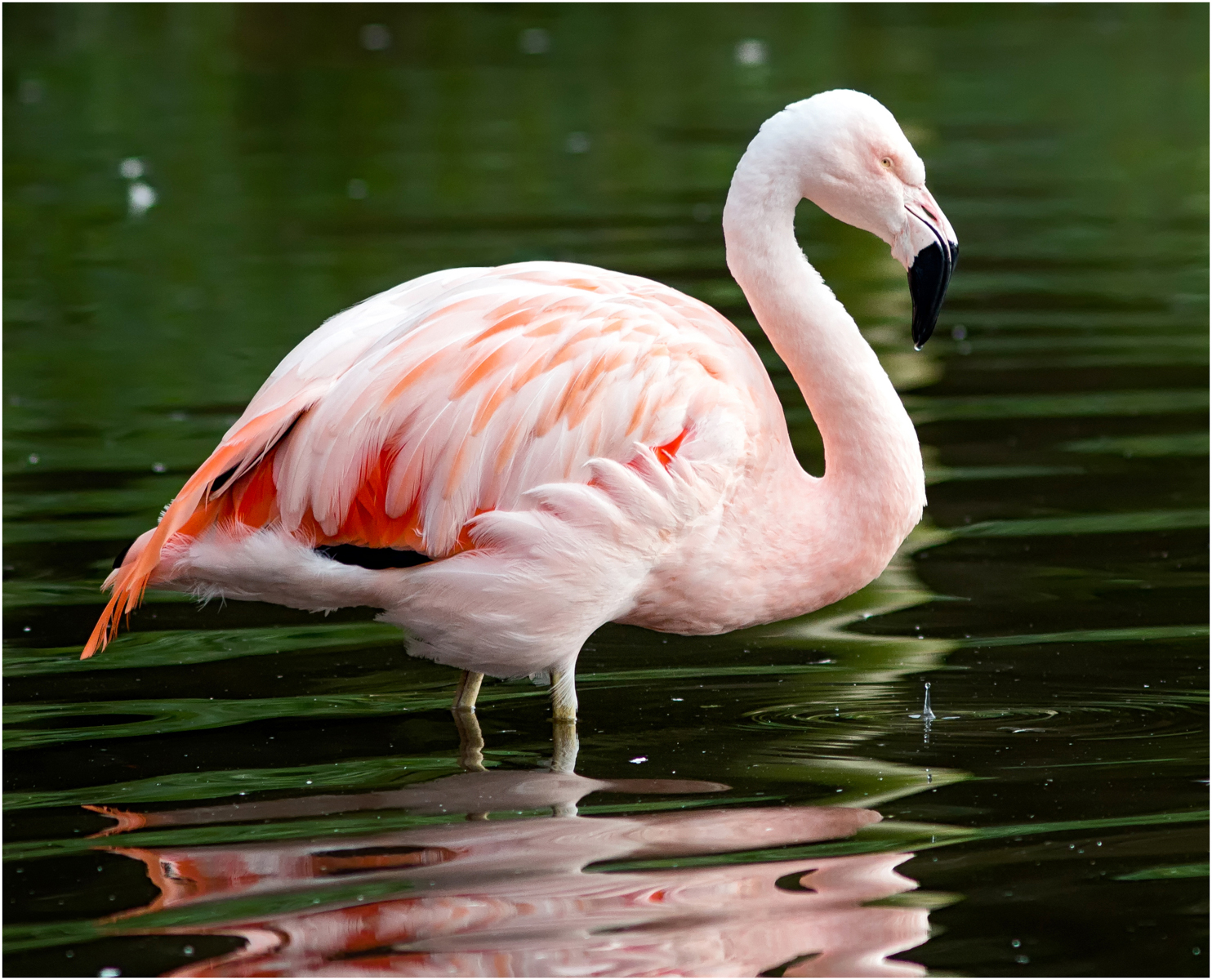 Pretty Flamingo — Score: 11pts