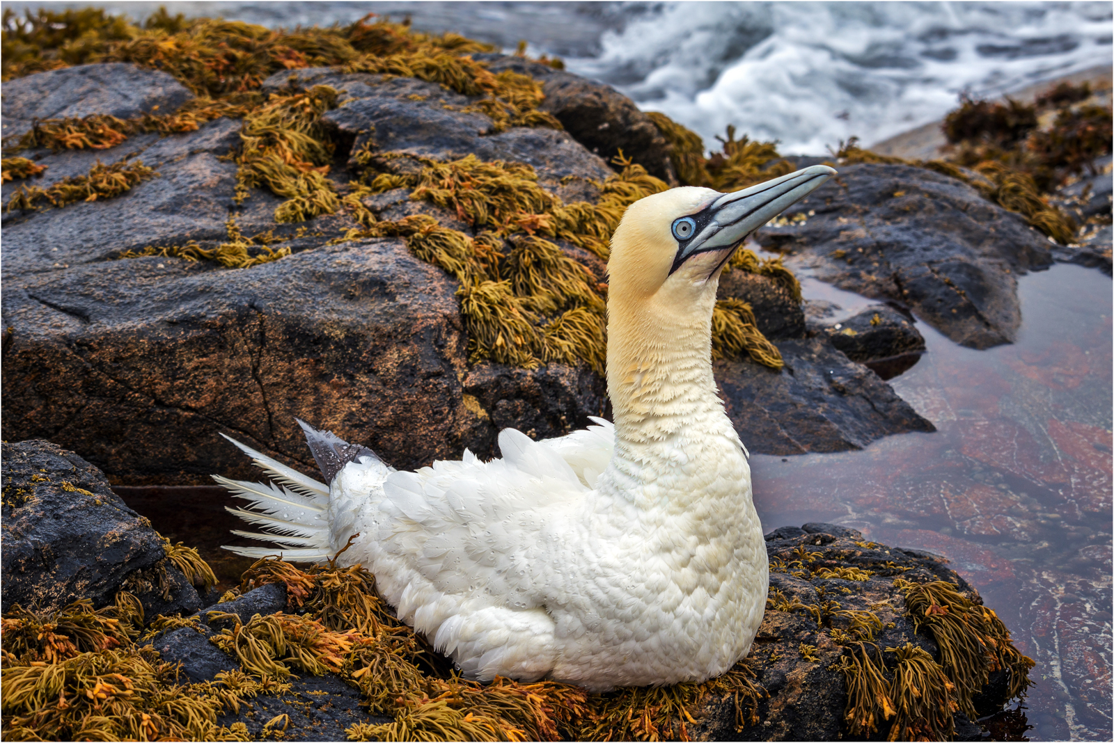 Resting Gannet — Score: 11pts