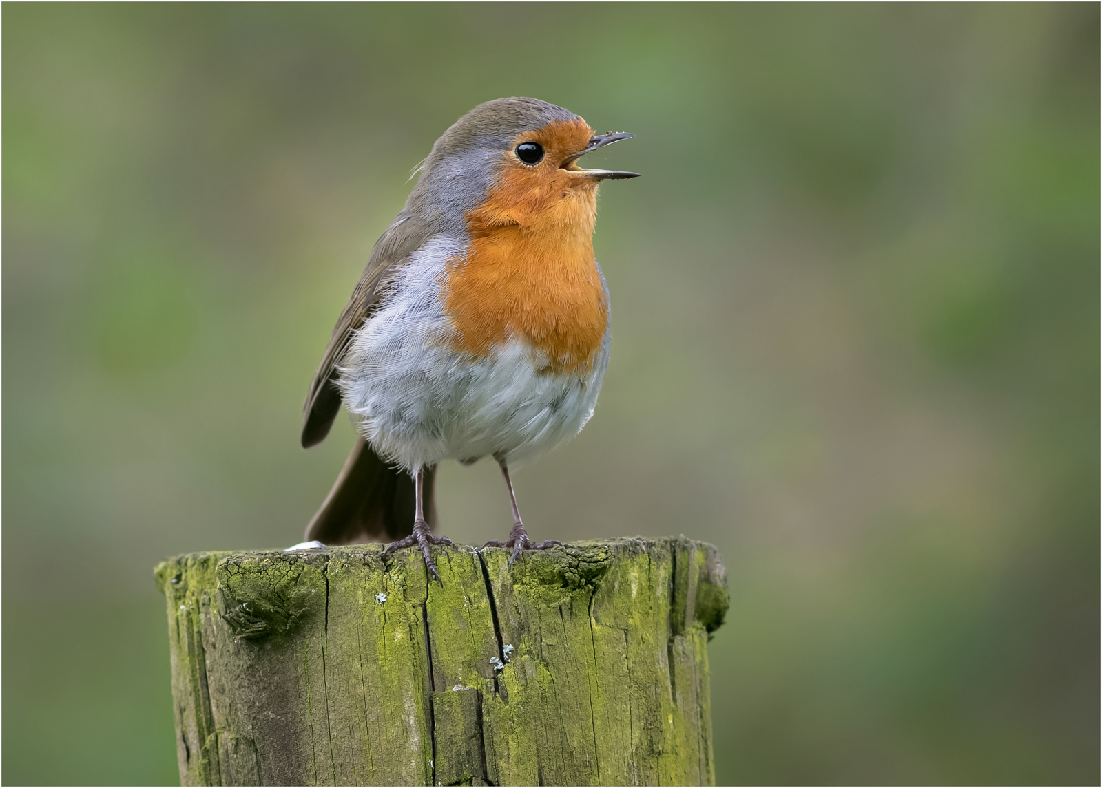 Singing For Supper — Score: 18 pts