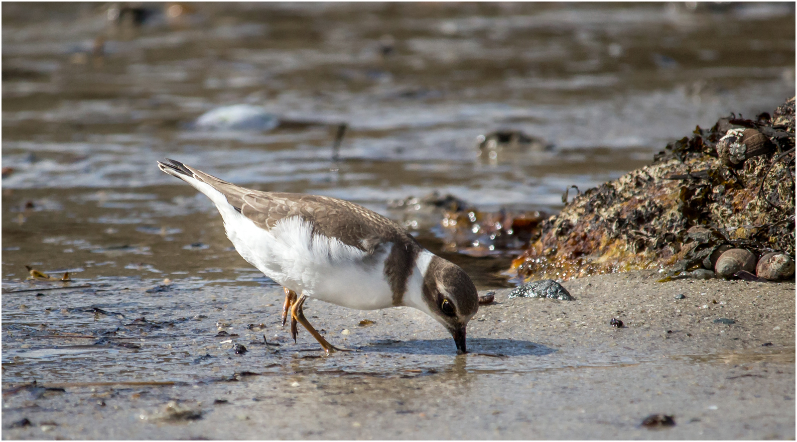 Wilsons Plover — Score: 11pts