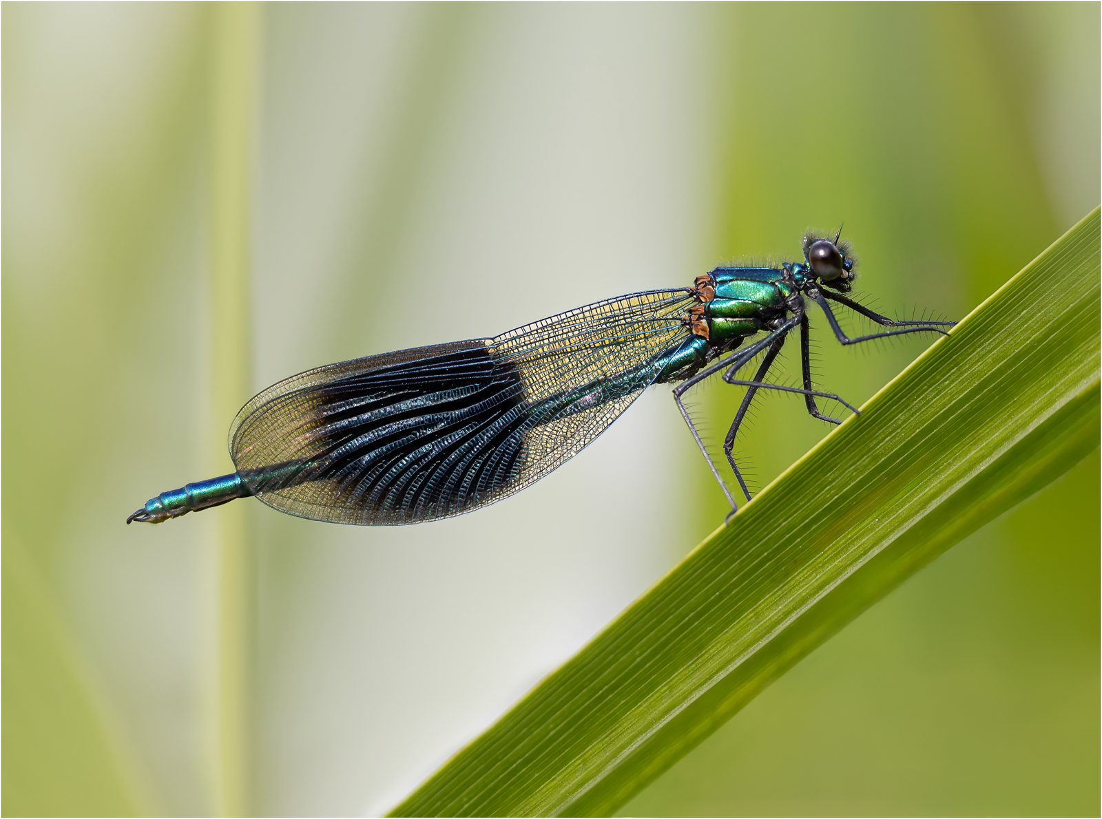Banded Demoiselle On Reed — Score: 19 pts