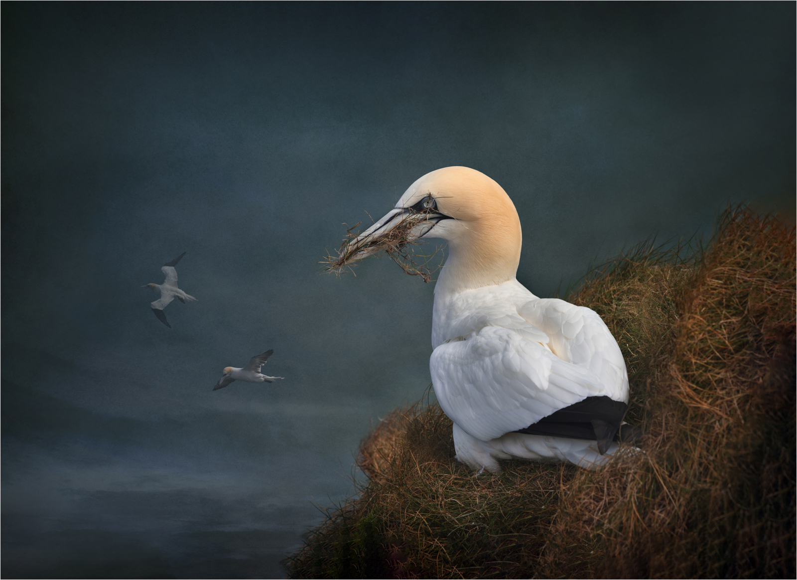 Bempton Gannets — Score: 0 pts