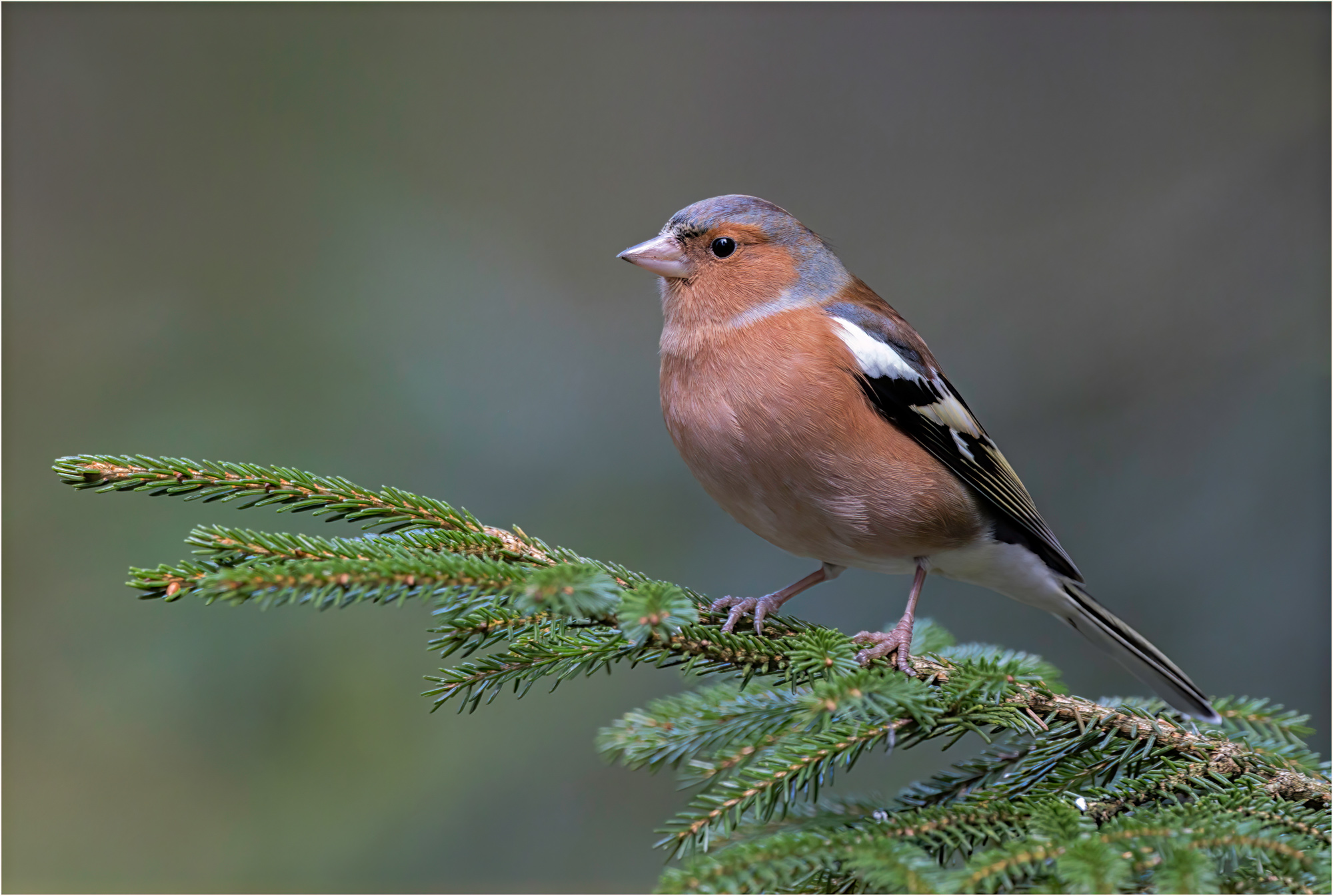 Chaffinch On Evergreen
