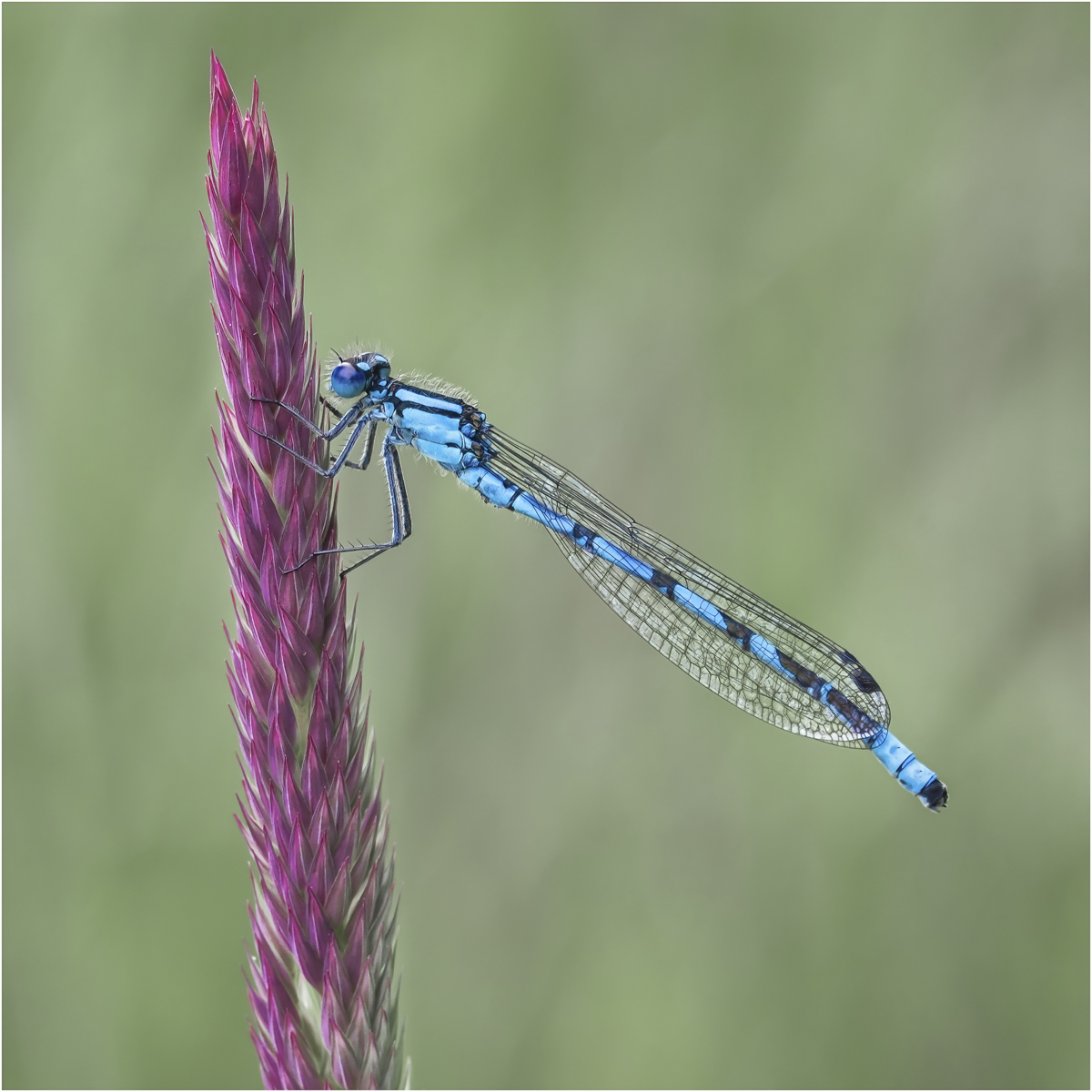 Common Blue Damselfly On Grass