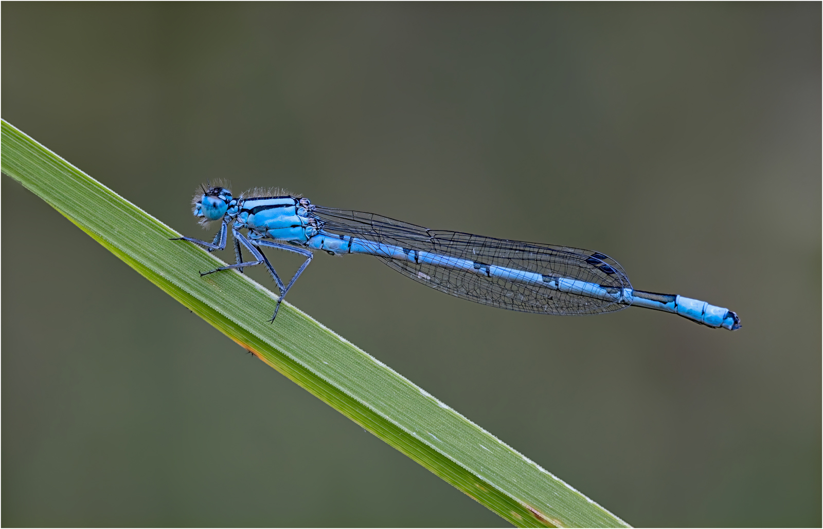 Common Blue Damselfly