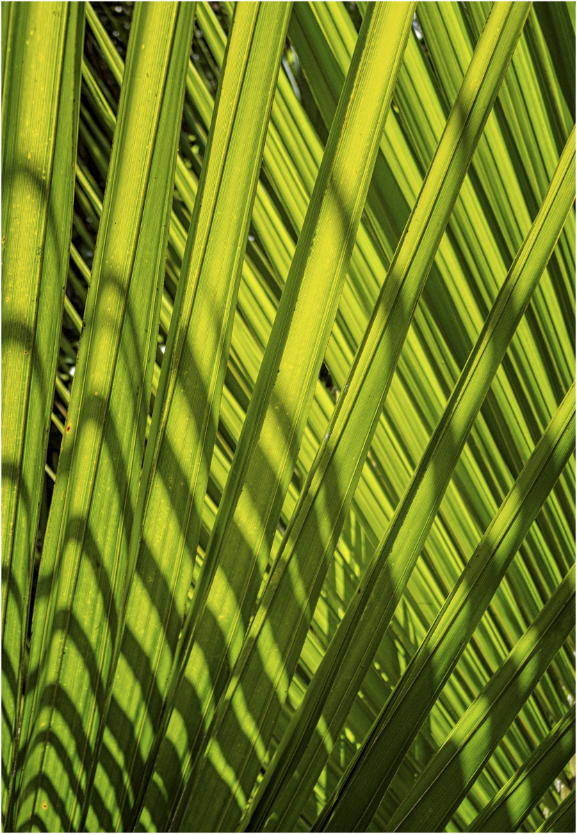 Cross My Palm — Score: 15 pts