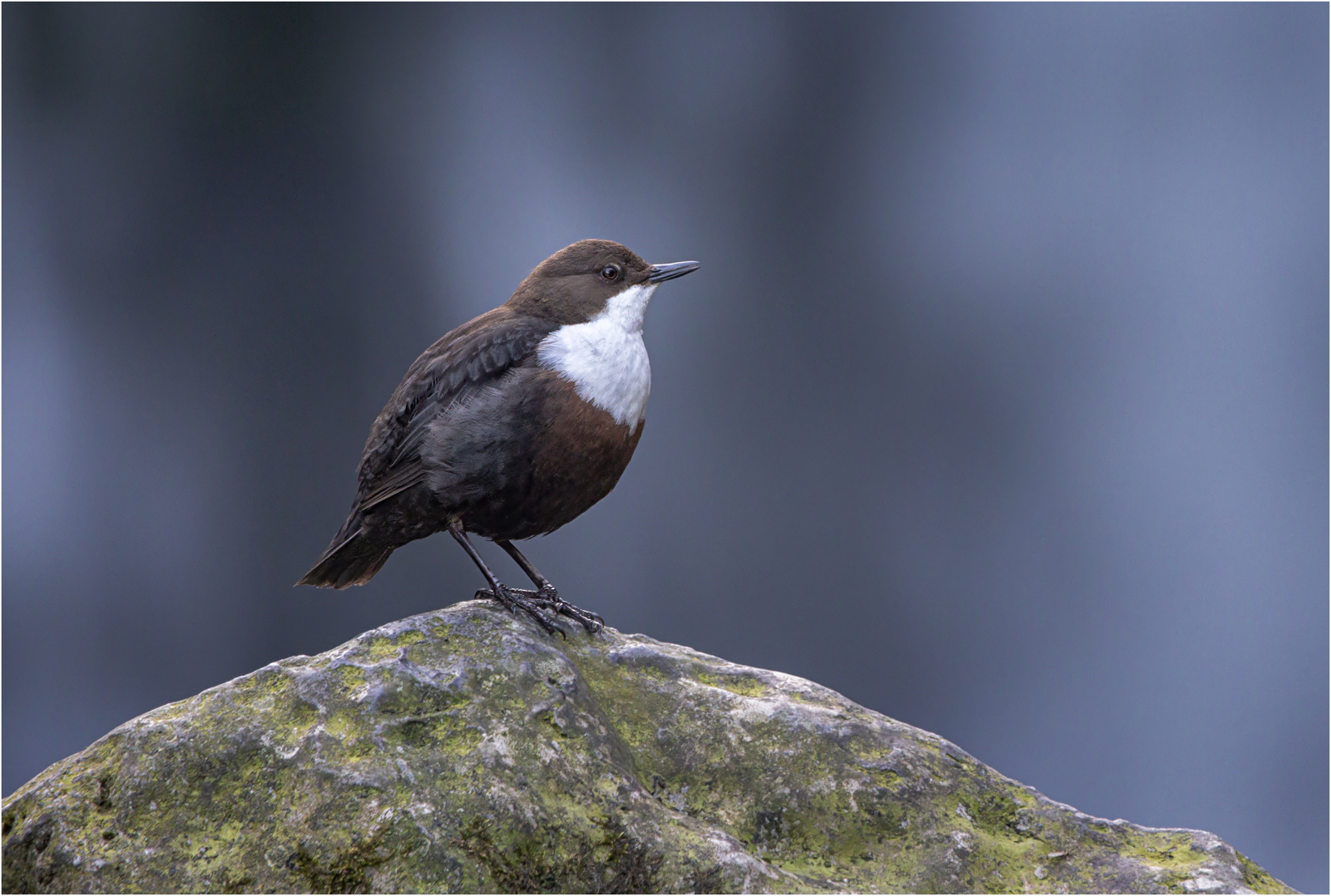 Dipper At West Burton Falls — Score: 0 pts