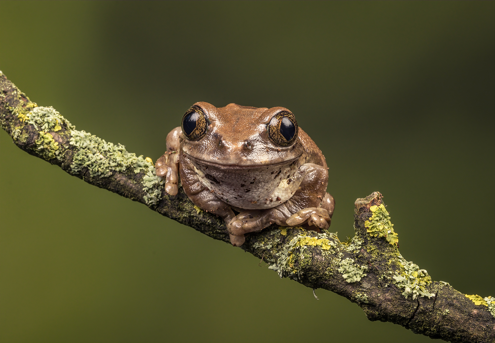 West African Tree Frog