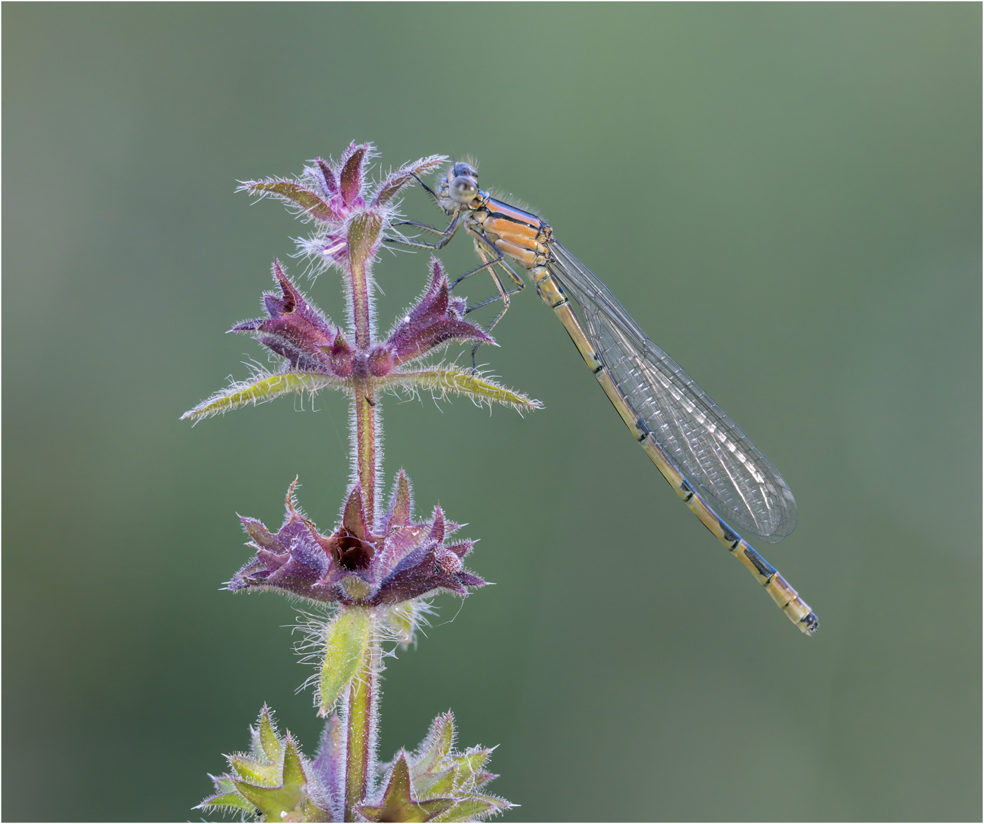 Female Common Blue Damselfly