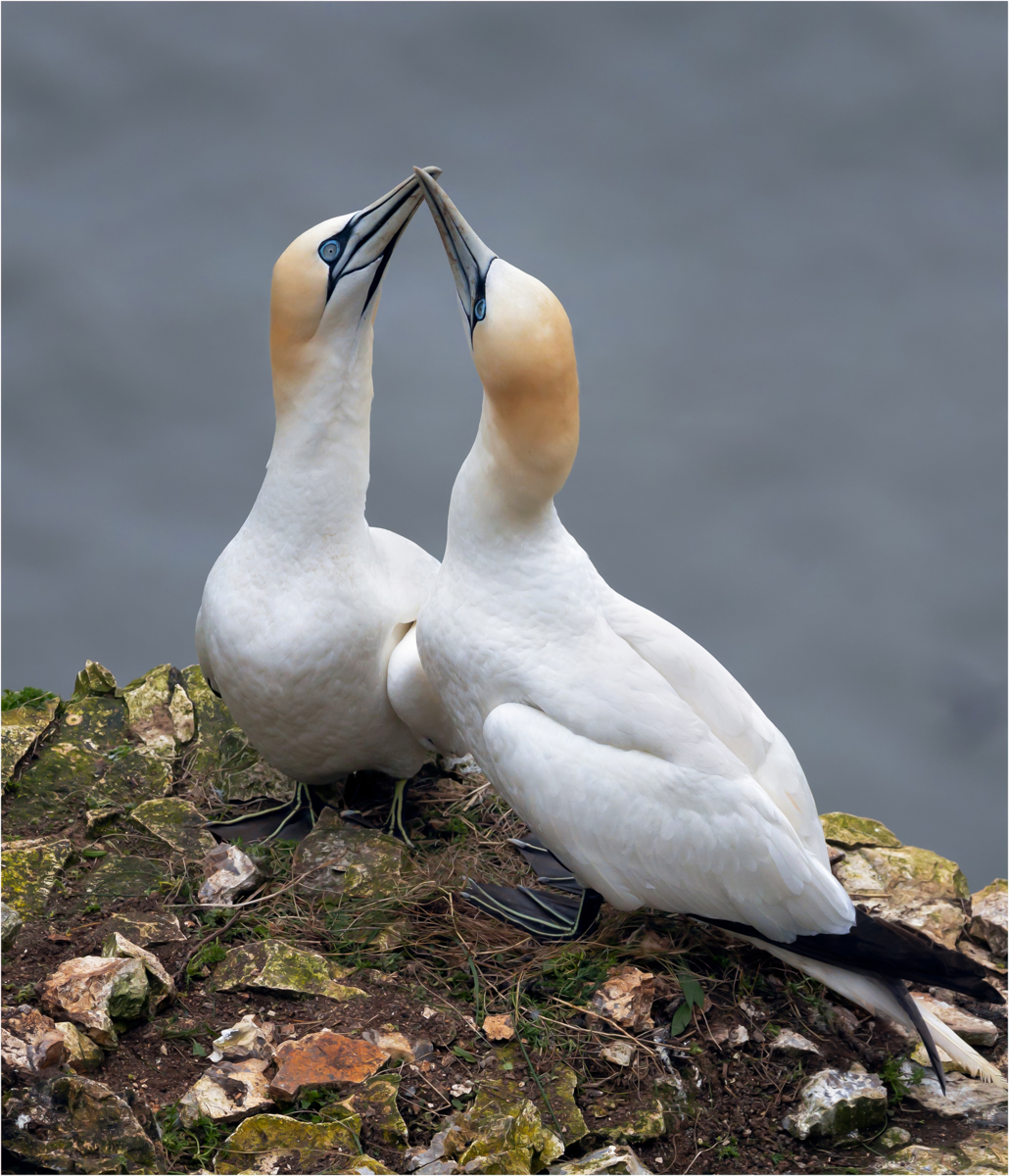 Gannet Pair