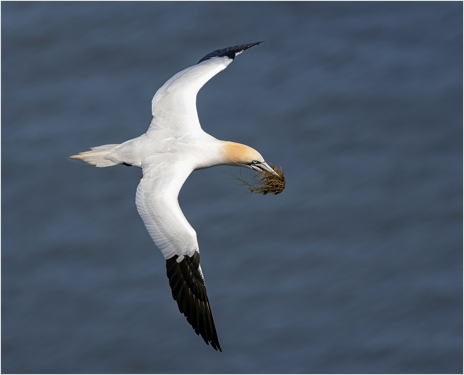 Gannet With Nesting Material