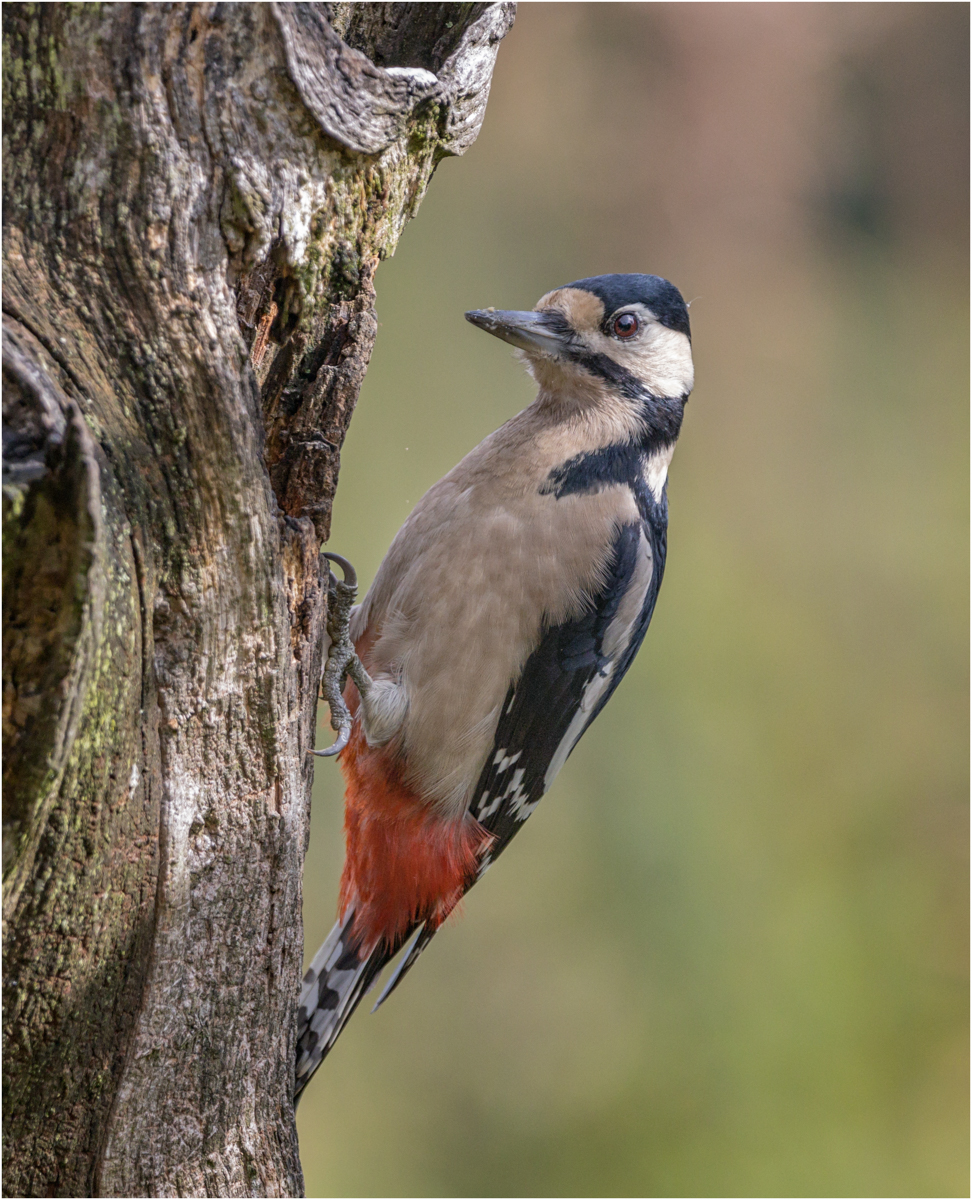 Great Spotted Woodpecker