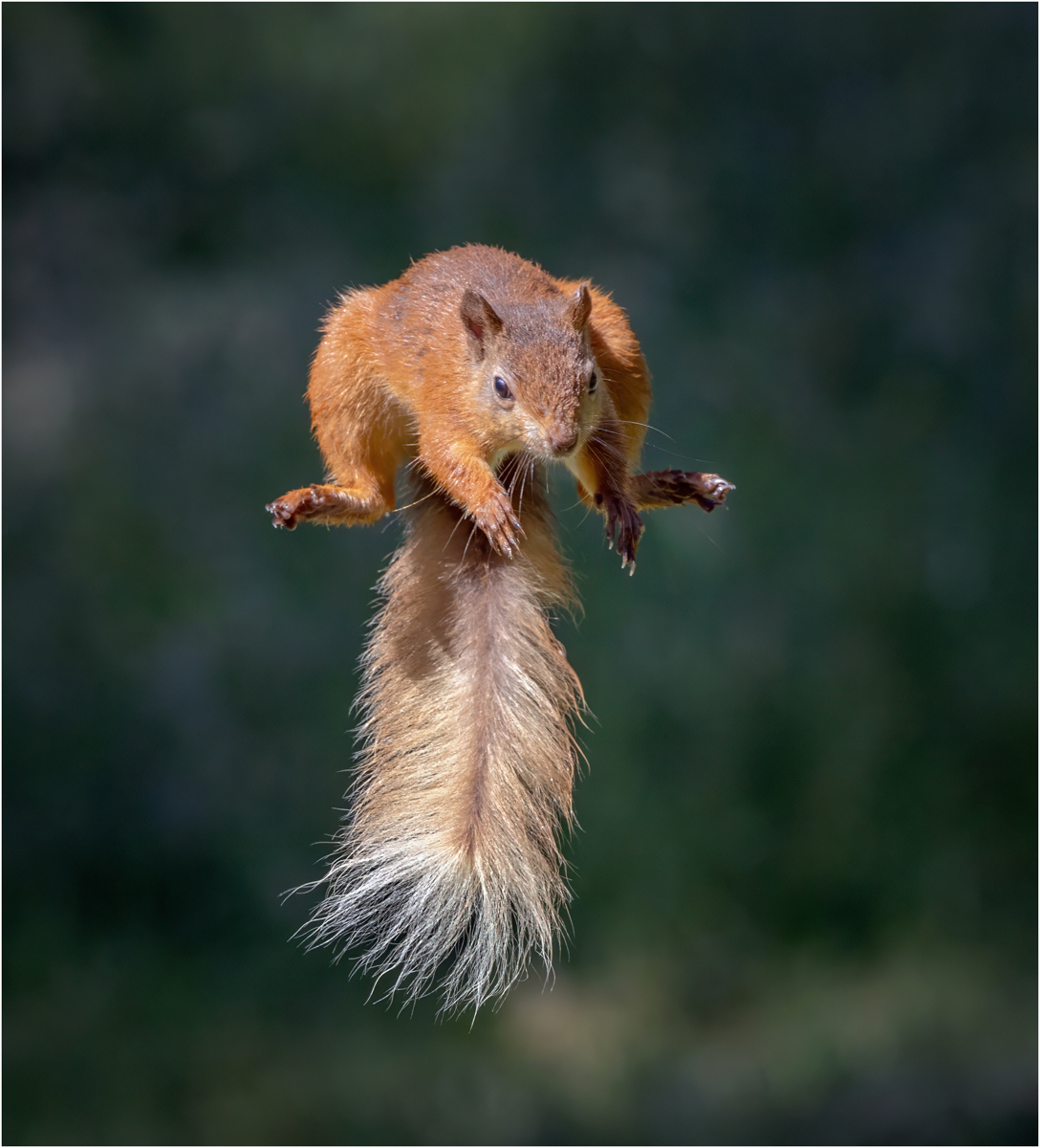 Jumping Squirrel