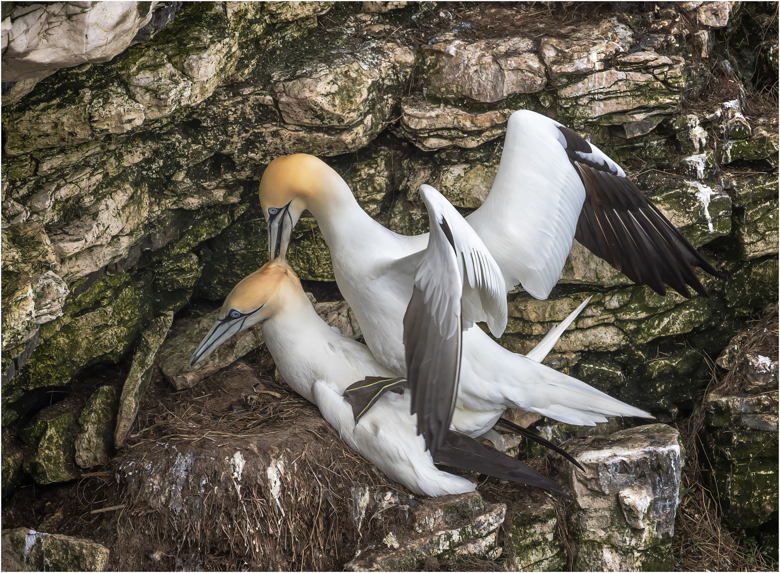 Mating Gannets — Score: 0 pts