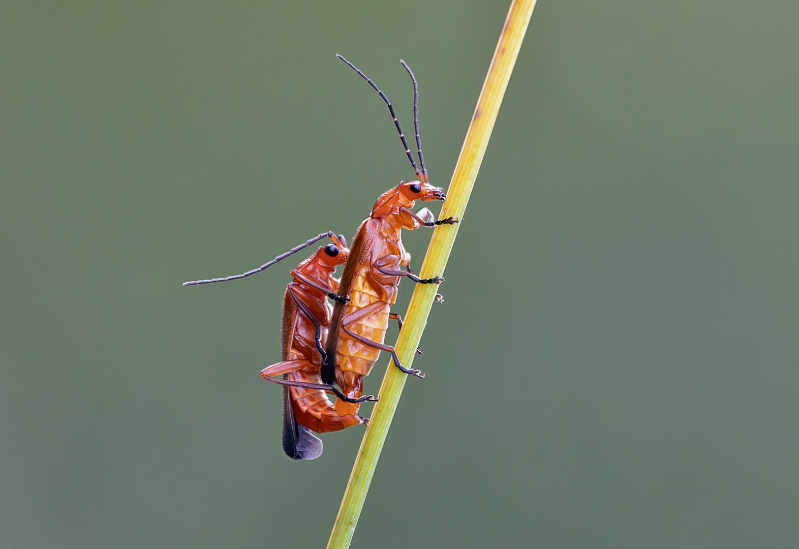 Mating Red Soldier Beetles — Score: 0 pts