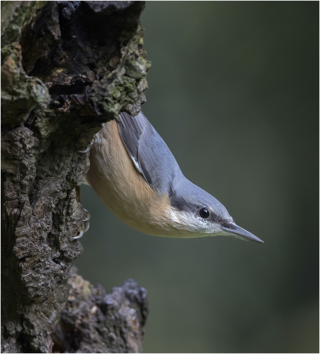 Nuthatch Peering Out