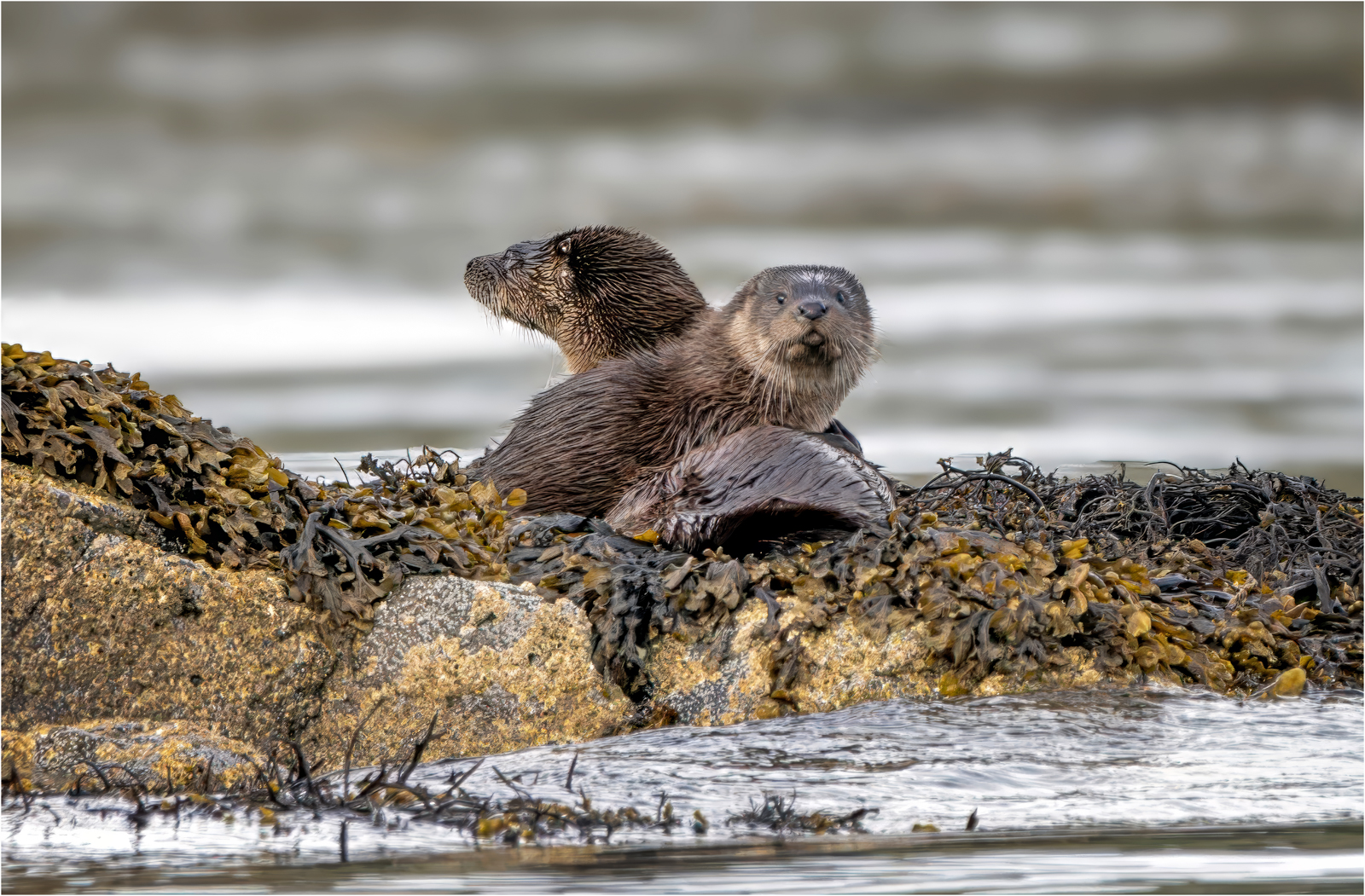 Otters On Lookout