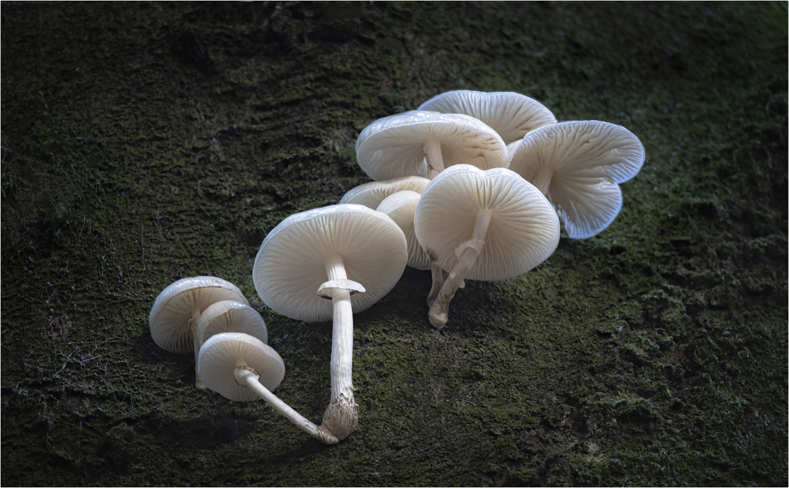 Patterns In Porcelain — Score: 16 pts