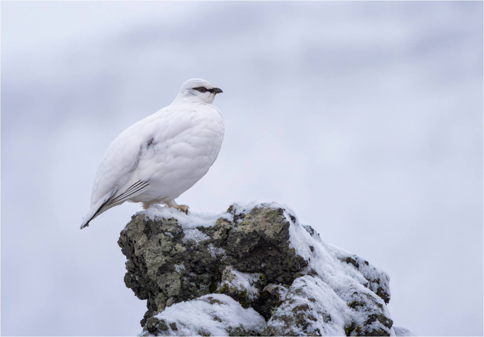 Ptarmigan In Winter Plumage — Score: 0 pts