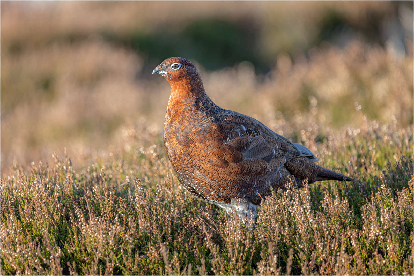 Red Grouse On Redmire Moor