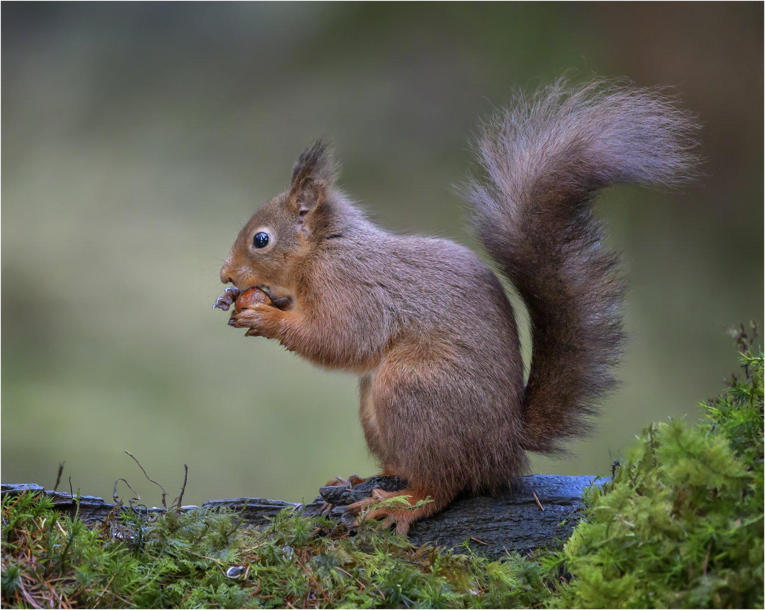 Red Squirrel Feeding