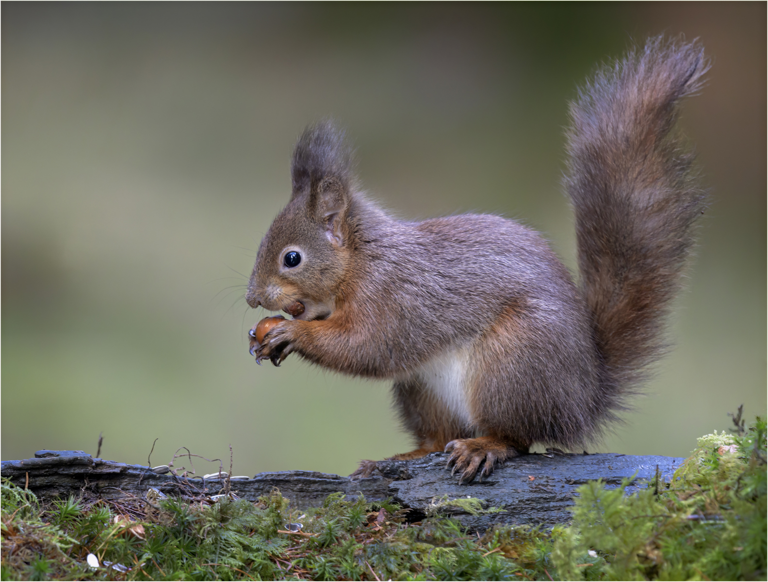 Red Squirrel With Nut — Score: 18 pts