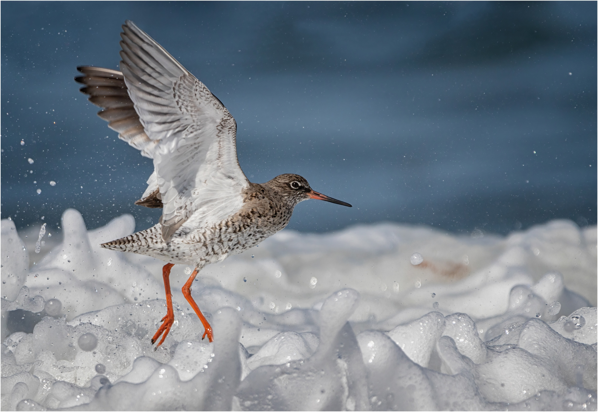 Redshank In Surf