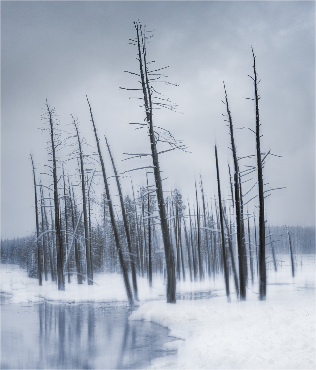 Skeletal Forest — Score: 20 pts