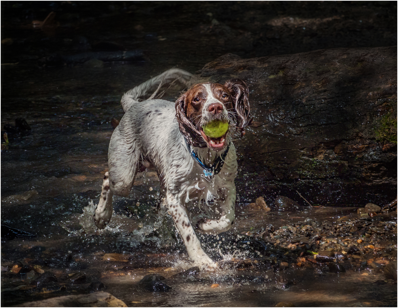 Soggy Doggy — Score: 20 pts