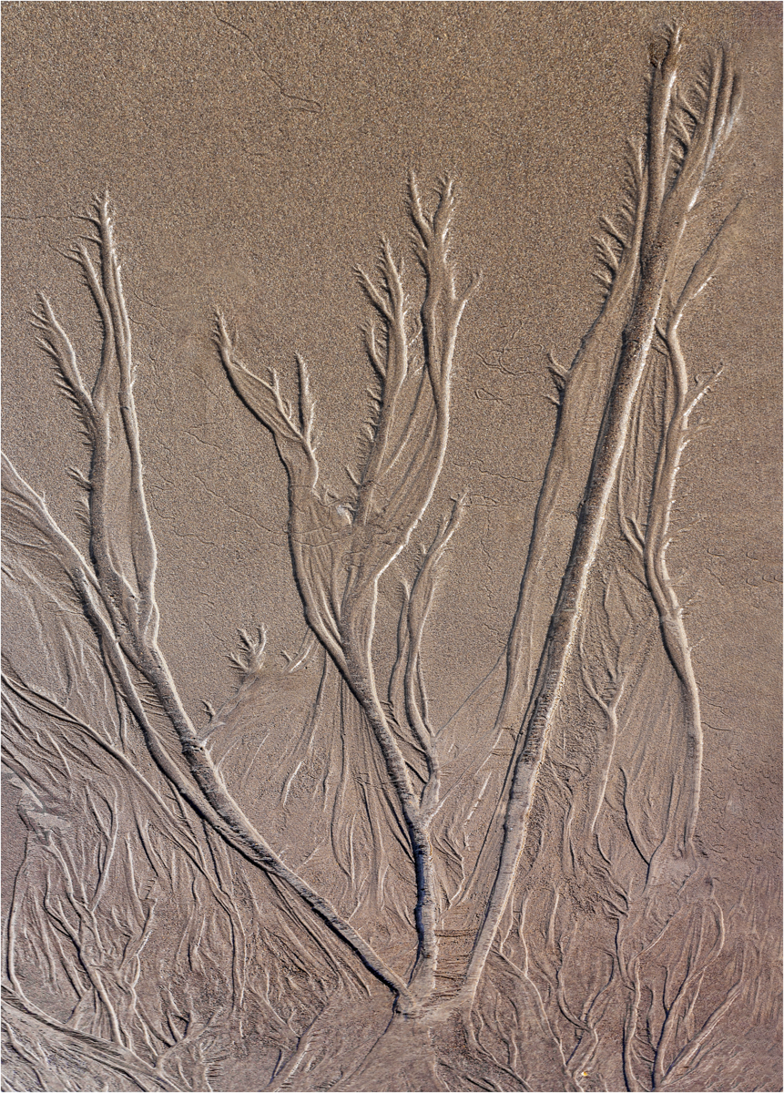 Trees In The Sand — Score: 18 pts