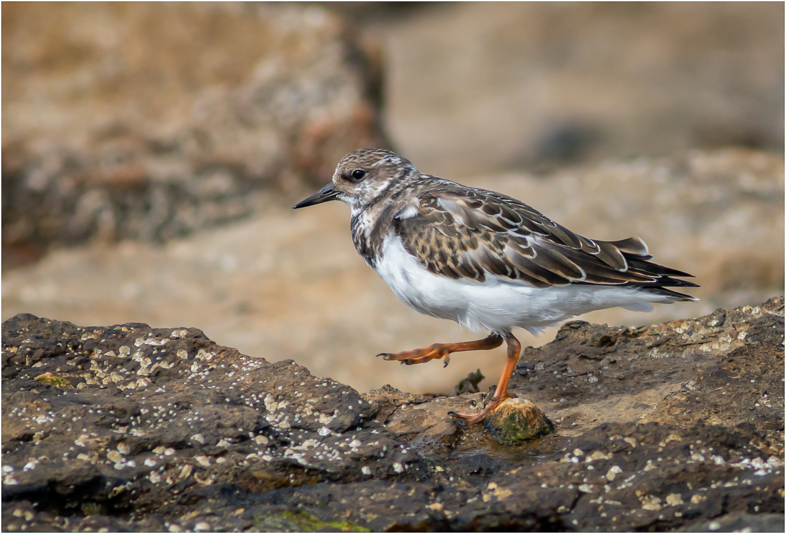 Turnstone Stepping Out — Score: 10pts