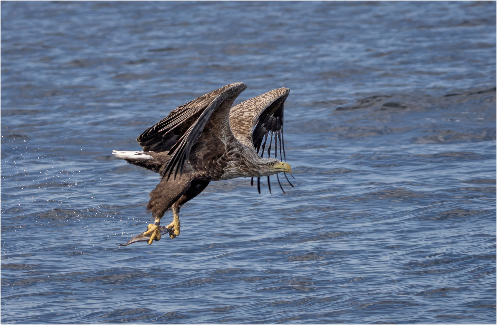 White Tailed Sea Eagle With Catch