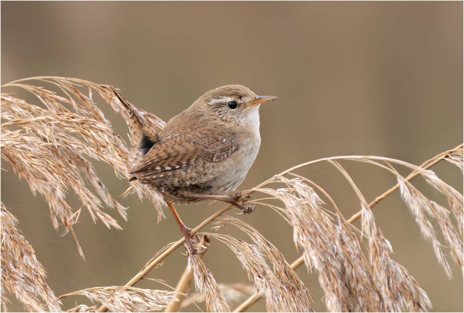 Wren On Reeds