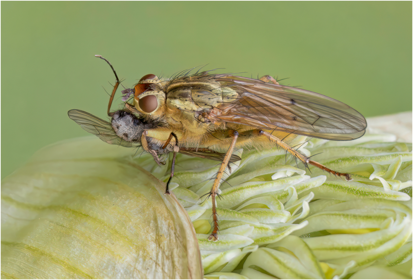 Yellow Dung Fly With Prey — Score: 19 pts