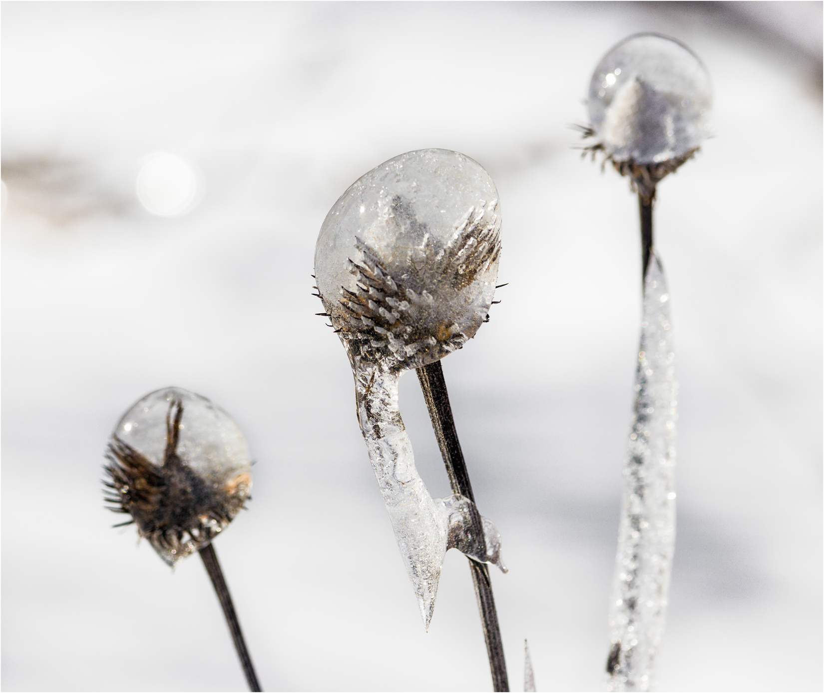 Frozen Globes