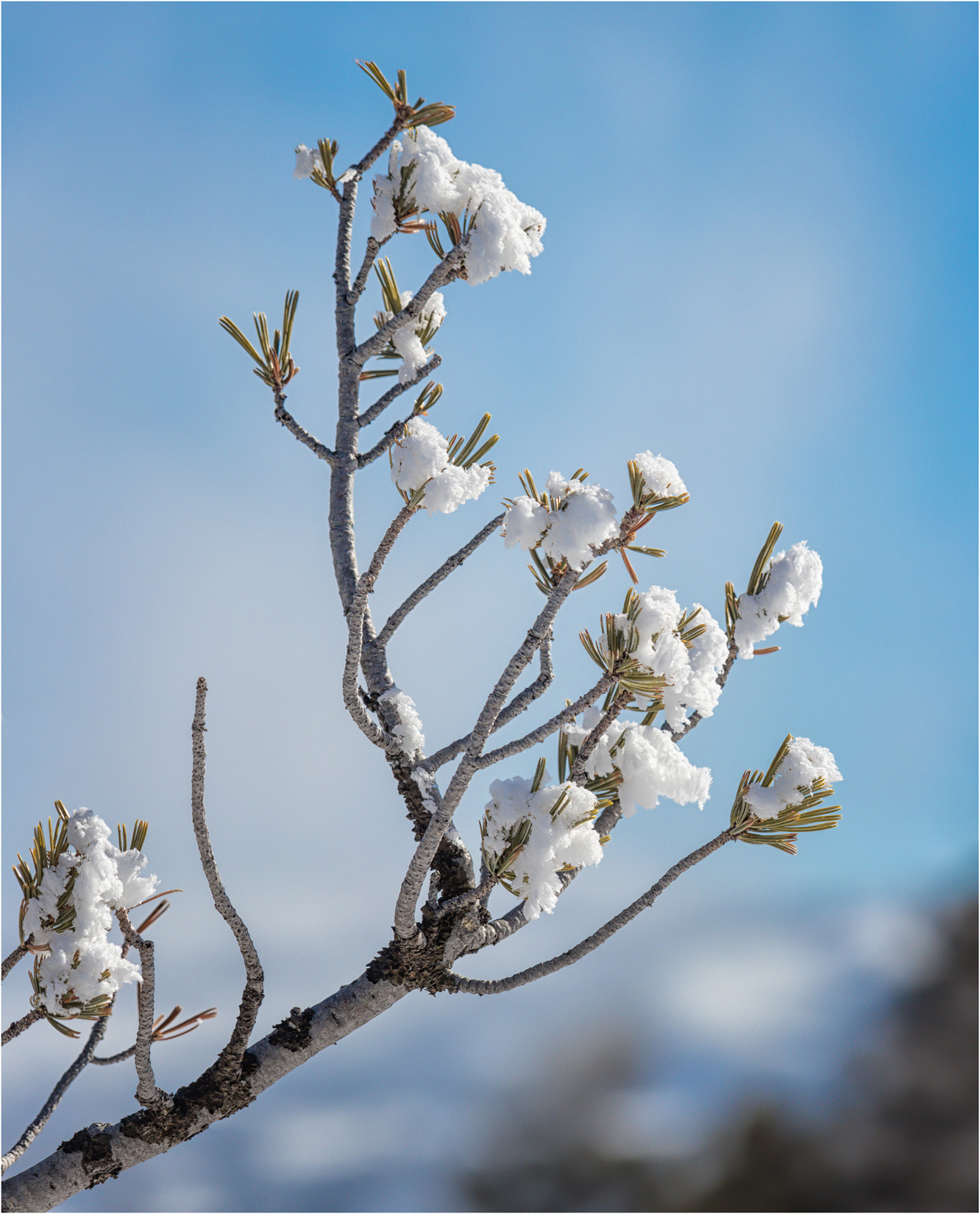 Snow Blossom